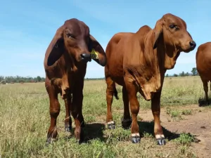 Red calves