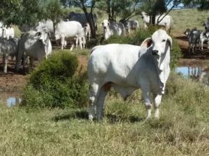 Grey bull and cows