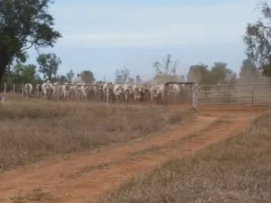 Paddock bulls