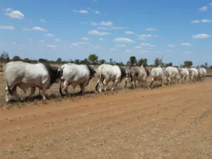 2015 Sale bulls