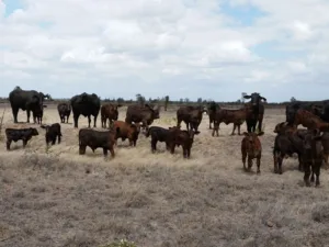 Cows and Calves