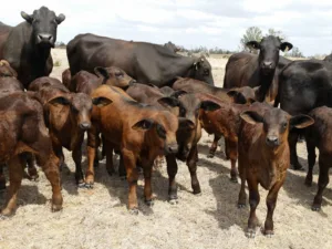 Cows and Calves