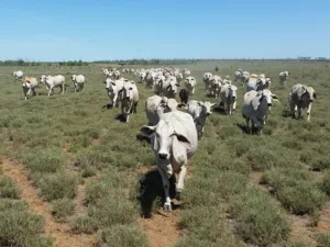 Mustering the commercial cows