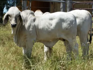 Primus Calf