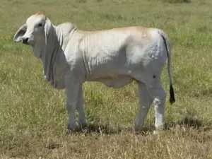 Roxy Calf