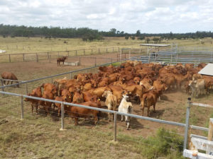 Red cows