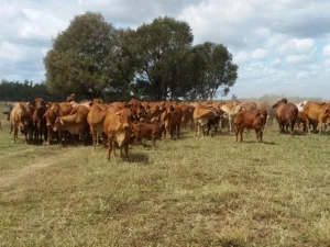 Red cows