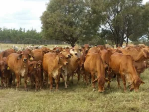 Red cows