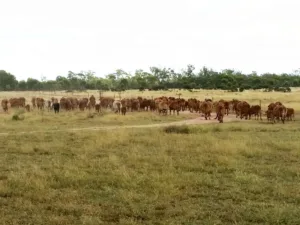 Red cows