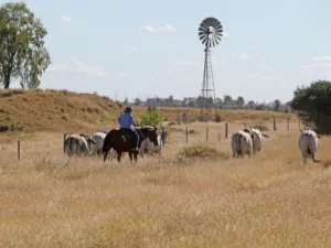 Around the Paddocks