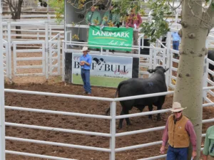 Clermont Beef Bulls sale 2014