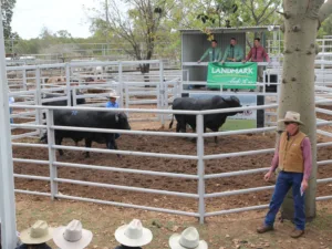 Clermont Beef Bulls sale 2014