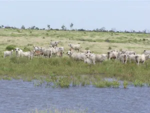 Grey Cows