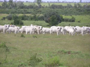 Grey Bulls