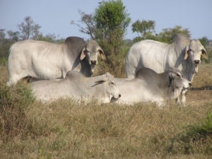 group of bulls