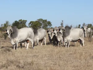 2014 sale bulls