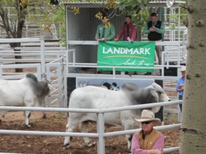 Clermont Beef Bulls sale 2014