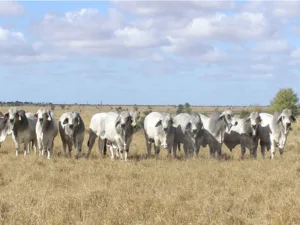 Paddock bulls