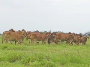 Red Brahman cows